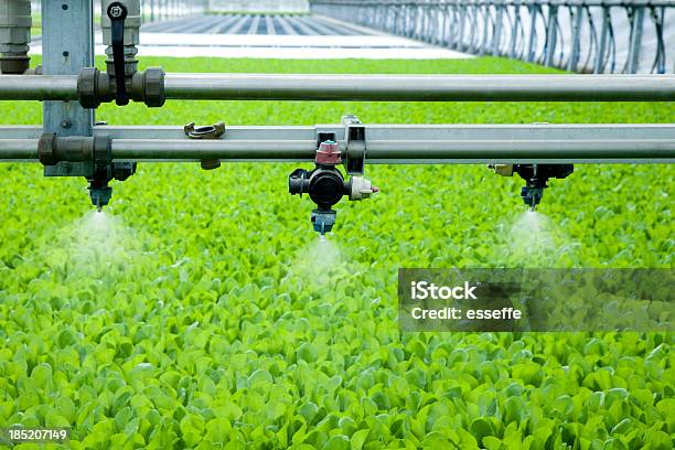 Gewächshaus Stockfoto und mehr Bilder von Bewässerungsanlage - Bewässerungsanlage, Gewächshäuser, Blumenbeet