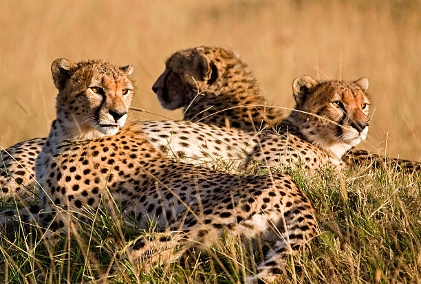 istock Resting cheetah family 185207484