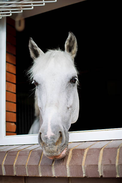 istock White horse looking from the window of a stable 185207568