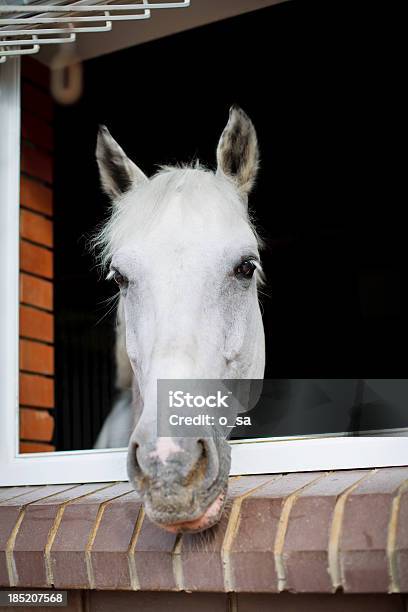 Cavalo Branco Olhar Da Janela De Um Estável - Fotografias de stock e mais imagens de Aberto - Aberto, Agricultura, Animal