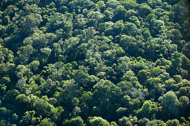Aerial view of green rainforest  misiones province stock pictures, royalty-free photos & images