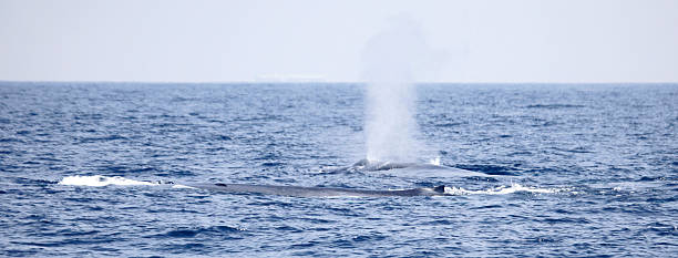 istock Two Blue Whales, one blowing; Sri Lanka 185207637