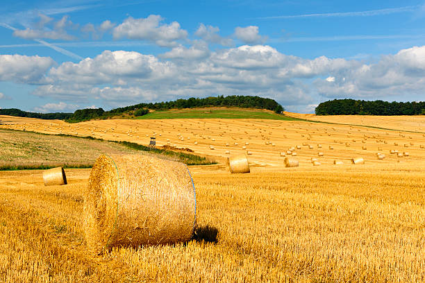 istock Field Stubble Landscape with Straw Bales during Harvest 185207821