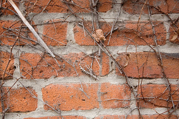 ho vite su un muro di mattoni - ivy brick wall vine foto e immagini stock