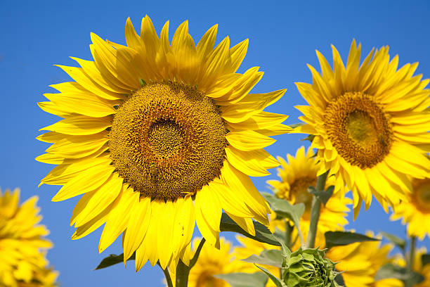 istock Sunflowers on the sky 185207960