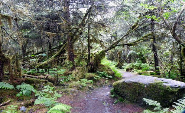 glacier forest trail, джуно, аляска, соединенные штаты америки - forest alaska plant sitka spruce стоковые фото и изображения