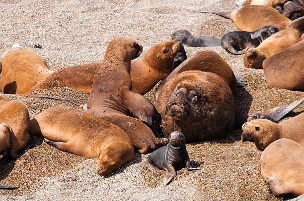 istock Baby Sea Lion 185209378