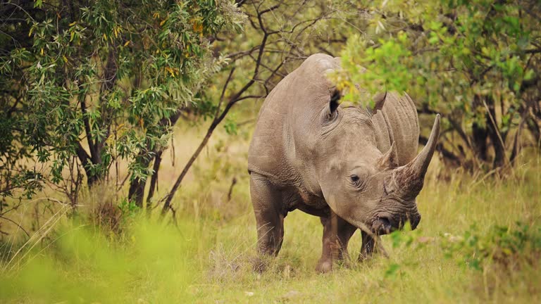 Rhino grazing in green savannah grassland in beautiful calming scenery of massai mara north conservancy, masai mara african wildlife, africa safari animals