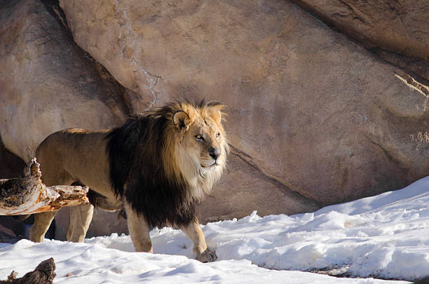 Male Lion in Snow, Panthera leo stock photo
