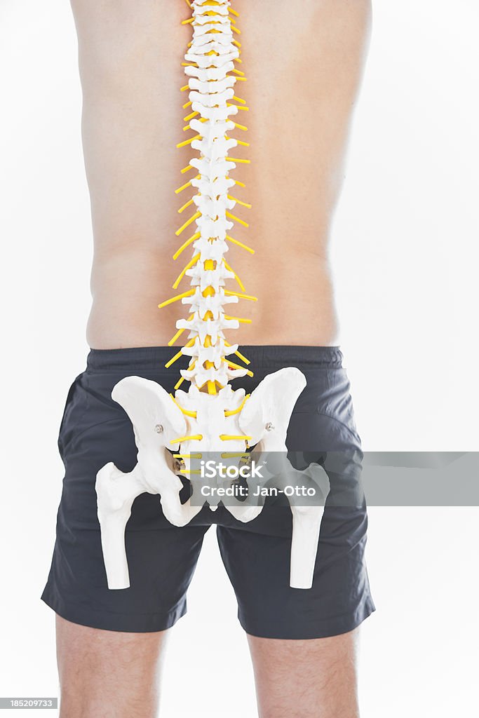 Spina dorsale umana - Foto stock royalty-free di Adulto