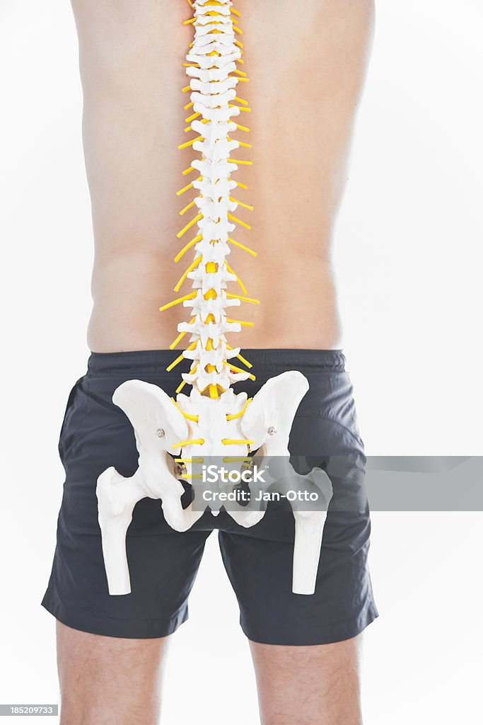 Human spine A male person with an artificial model of a human spine. XXL size image. Adult Stock Photo