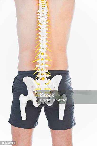Human Spine Stock Photo - Download Image Now - Adult, Back, Cartilage