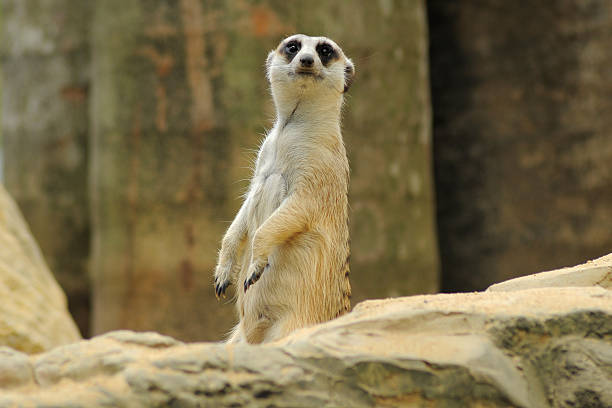 Free Stock Photo of Meerkat standing | Download Free Images and Free ...