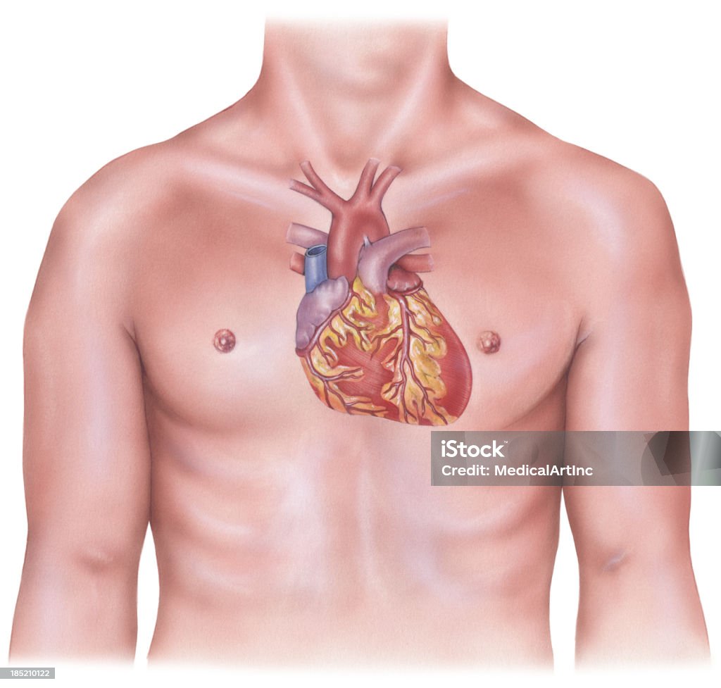 Cuore-sovrapposto sul busto maschio - Illustrazione stock royalty-free di Anatomia umana