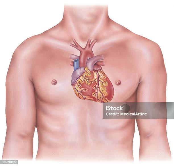 Cuoresovrapposto Sul Busto Maschio - Immagini vettoriali stock e altre immagini di Anatomia umana - Anatomia umana, Arresto cardiaco, Arteria umana