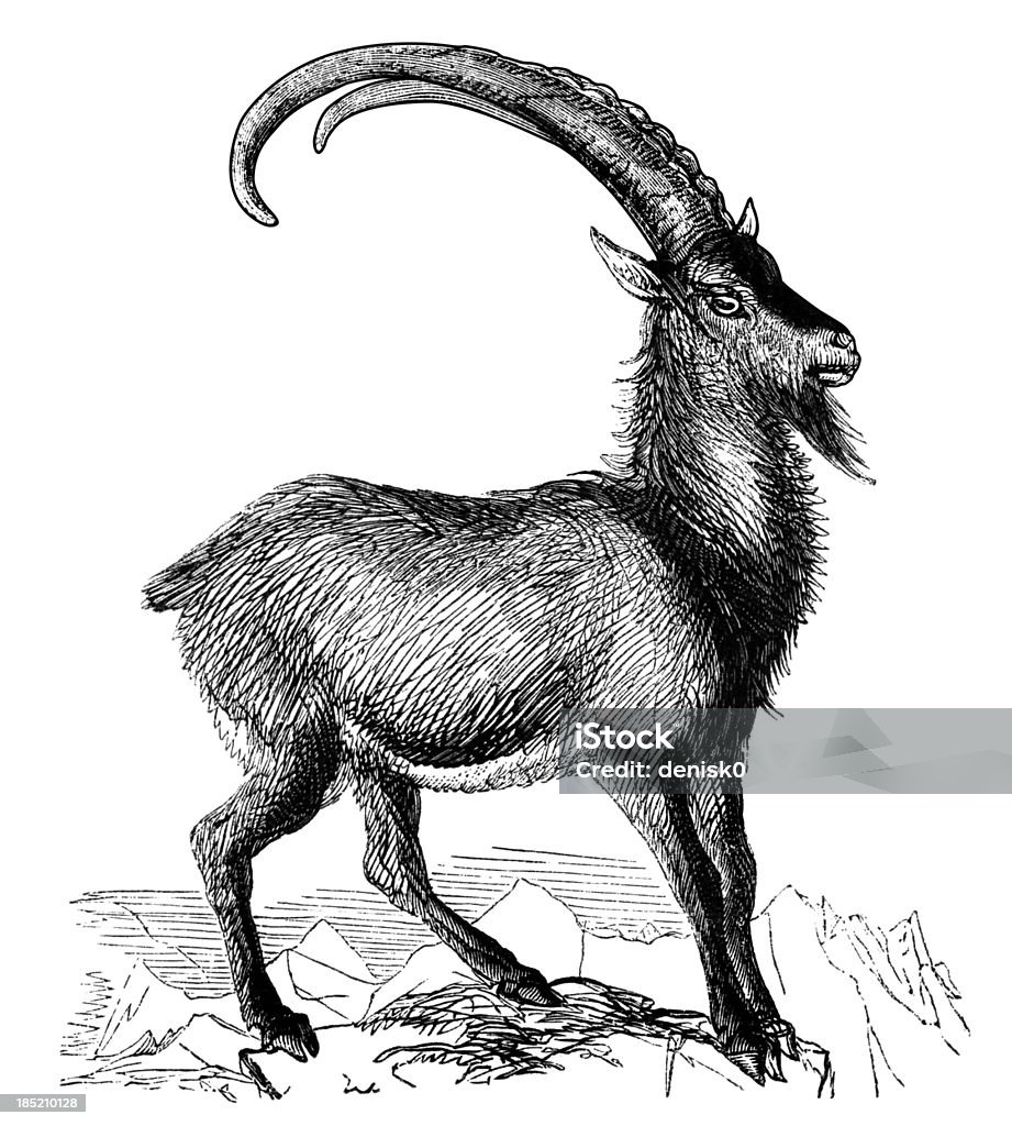Chèvre sauvage - Illustration de Animaux à l'état sauvage libre de droits