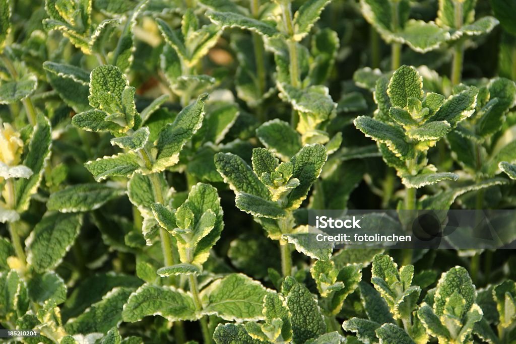 Menta suaveolens Variegata, pineapple salsa - Lizenzfrei Ananasminze Stock-Foto