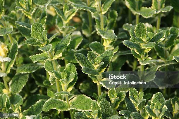 Menta Suaveolens Variegata Pineapple Salsa Stockfoto und mehr Bilder von Ananasminze - Ananasminze, Blatt - Pflanzenbestandteile, Extreme Nahaufnahme