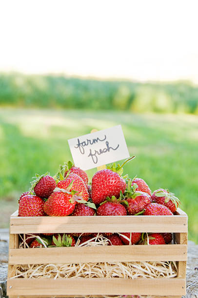 istock Freshly harvested organic garden strawberries 185210209
