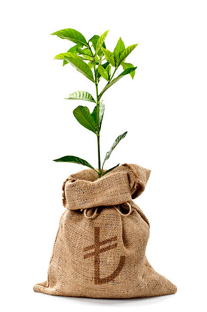 istock Money Tree/Money Bag With Turkish Lira 185210522