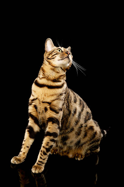 istock Seated Bengal cat stretching to see. 185210594