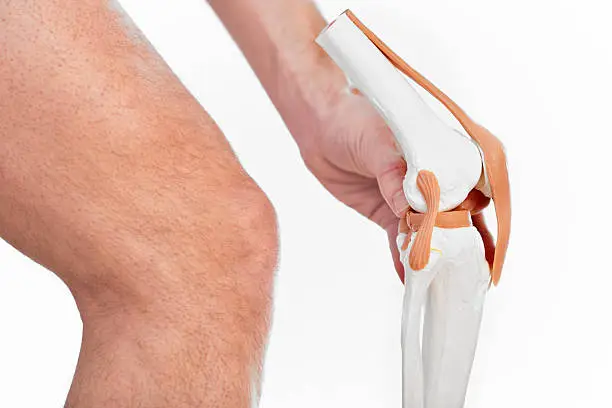 A male person with an artificial model of a human knee and a real knee. XXL size image.