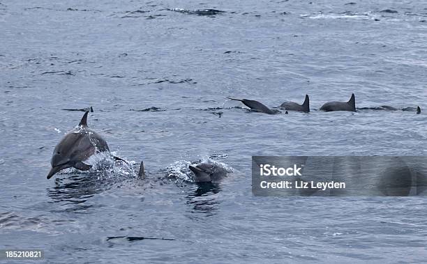 Spinner Dolphins Sri Lanka Stock Photo - Download Image Now