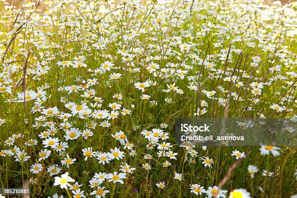 Wiosna Daisy - zdjęcia stockowe i więcej obrazów Bez ludzi - Bez ludzi, Biały, Bliskie zbliżenie