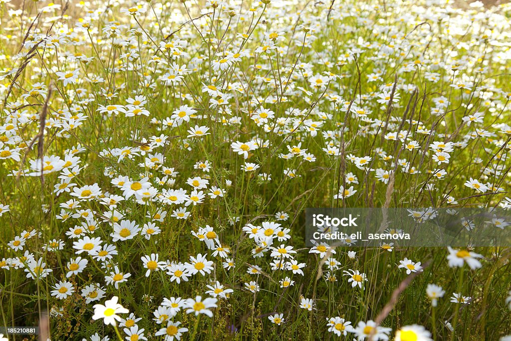 Primavera flor - Foto de stock de Abril royalty-free