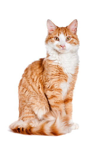 Portrait of a red cat isolated on a white background. An adult red-haired cat sits isolated on a white background. Cute red cat.