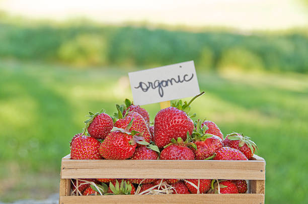 istock Home grown organic strawberries 185211202