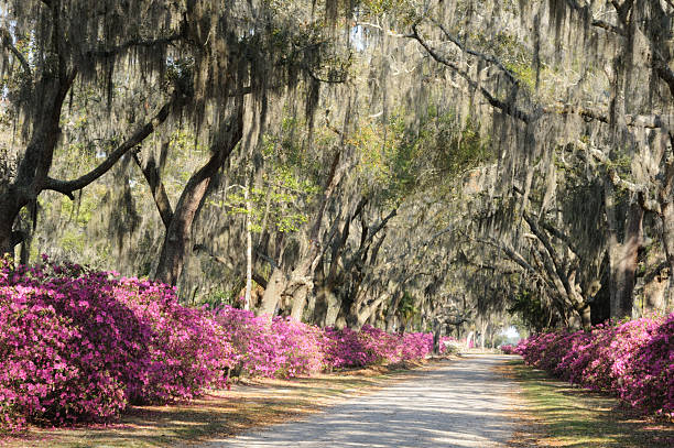 istock Road with Live Oaks and Azaleas in Savannah 185211418