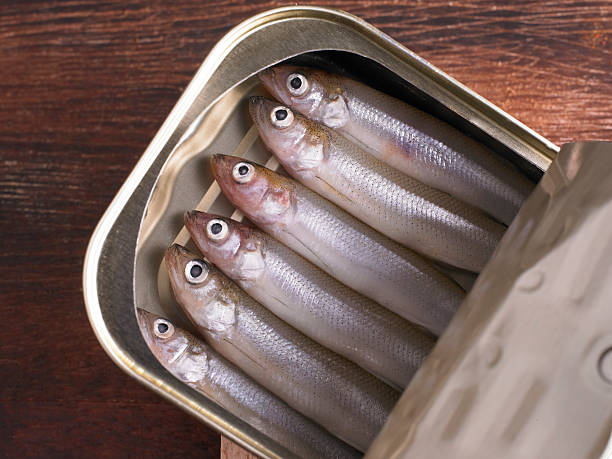 sardine