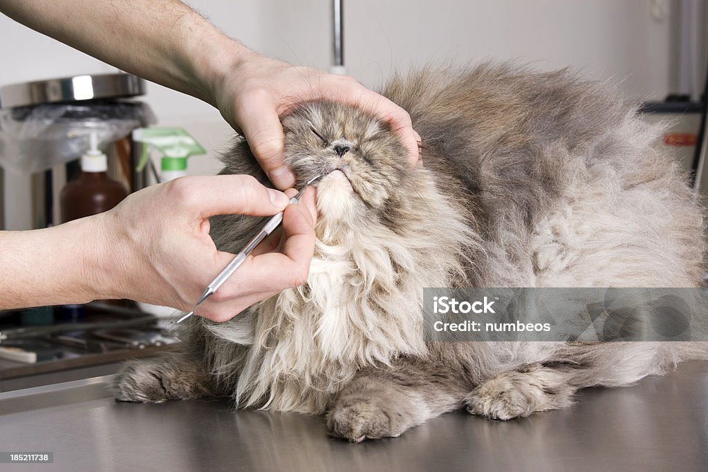 Gato check-up - Royalty-free Animal Foto de stock