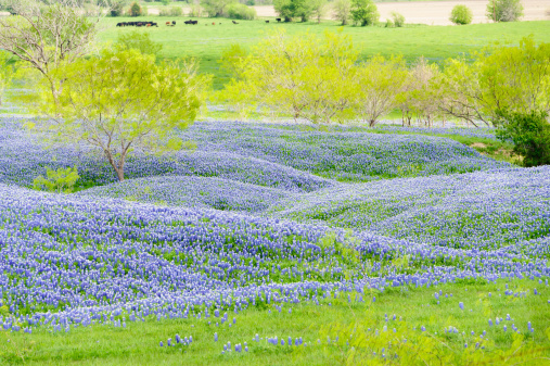 Small hills of Texas bluebonnets backed by cows in the pasture. Springtime scene in rural Texas.