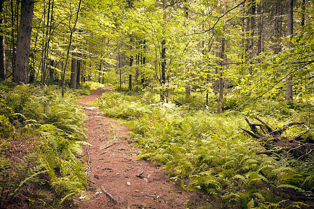 forêt de fond horizontal - appalachian trail dirt road footpath appalachian mountains photos et images de collection