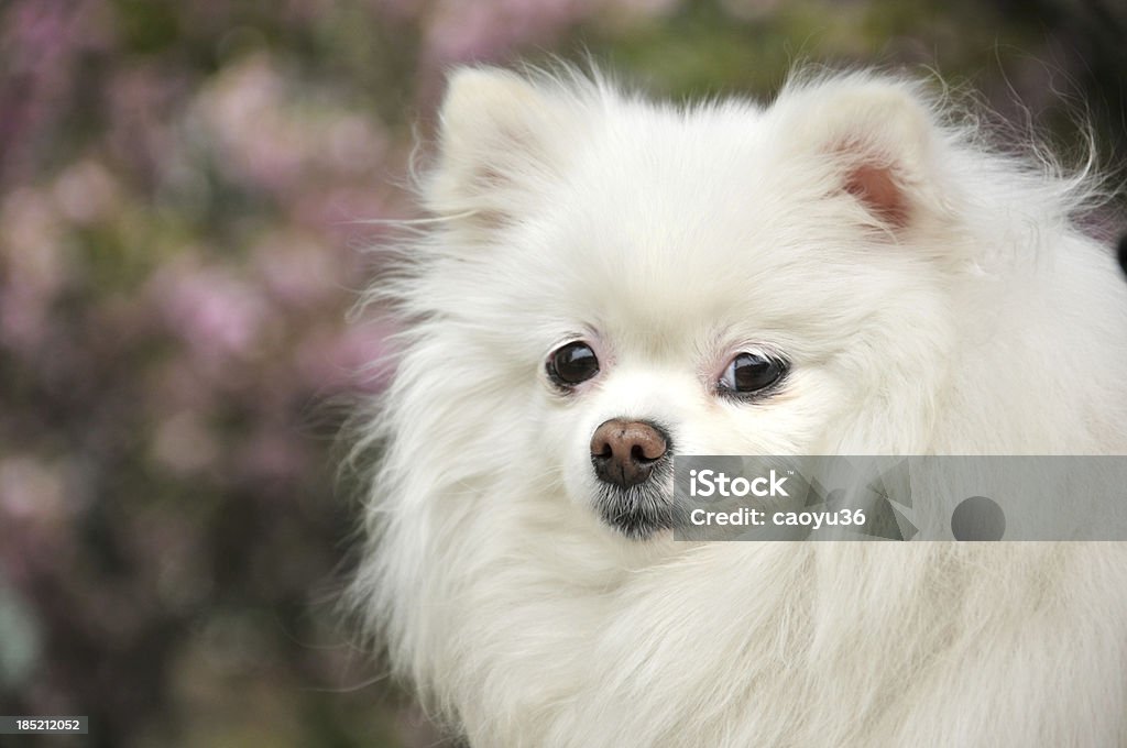 White dog close up of dog in the parkPlease see some similar pictures from my lightboxe: Animal Stock Photo