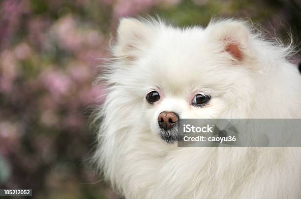 White Dog Stock Photo - Download Image Now - Animal, Animal Themes, Color Image