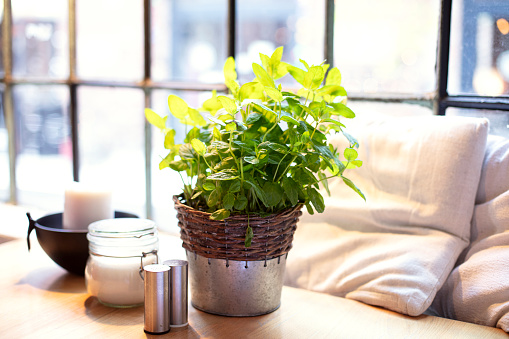 Photo of fresh mint in a pot on the restaurant table. Daylight.