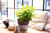 Photo of fresh mint in a pot on the restaurant table.