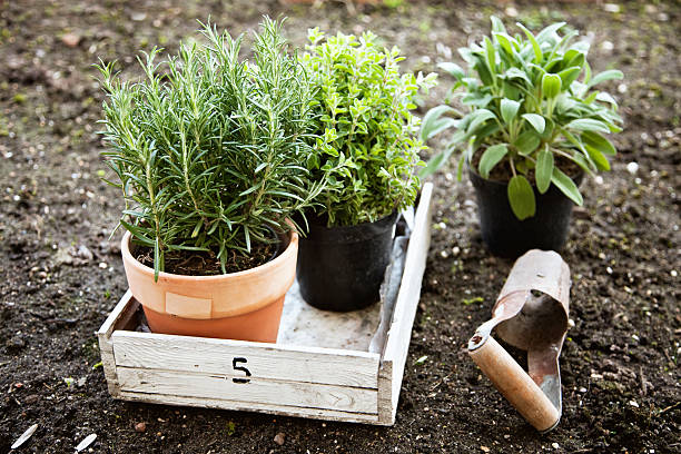 This photo showcases a beautifully arranged raised herb garden, set against a lush backdrop of greenery and trees. The wooden planter box is filled with thriving herbs.