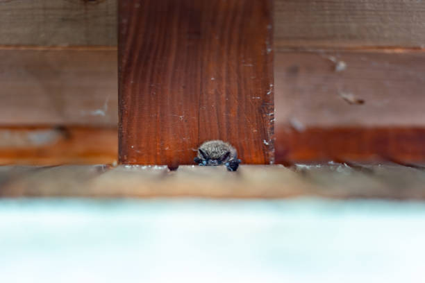 Close up picture of small Brown long-eared bat Plecotus auritus hanging upside down in dark cave resembling similar gray Plecotus austriacus. Wild animal portrait in natural habitat. Wildlife