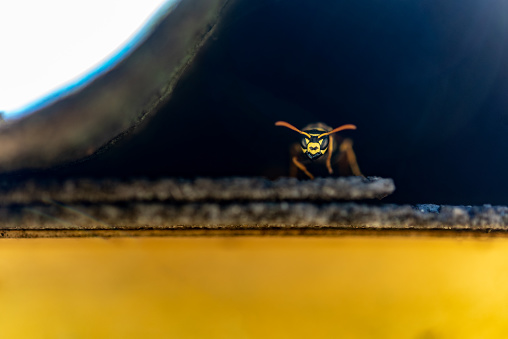 Detailed image of a wasp sitting on a windowsill.