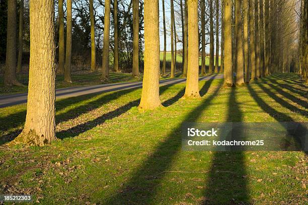 Di Campagna Lane - Fotografie stock e altre immagini di Accessibilità - Accessibilità, Agricoltura, Albero