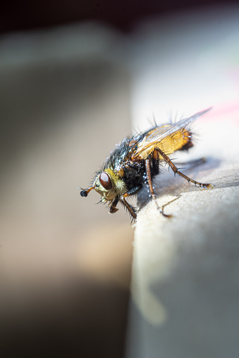 Close up Curious Housefly