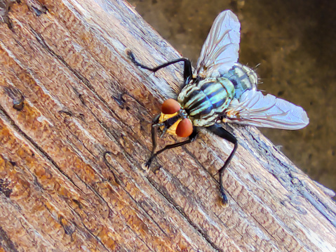 Carolina saddlebags dragonfly perched near a pond