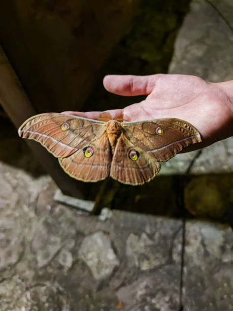 Girl Hand Holding Japanese Oak Silkmoth (Antheraea Yamamai)