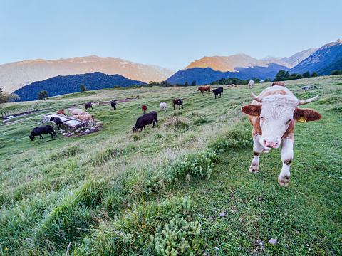 Cows on Alpine Meadow in Summer