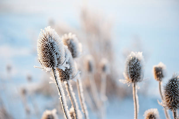 paisaje de invierno - rime fotografías e imágenes de stock