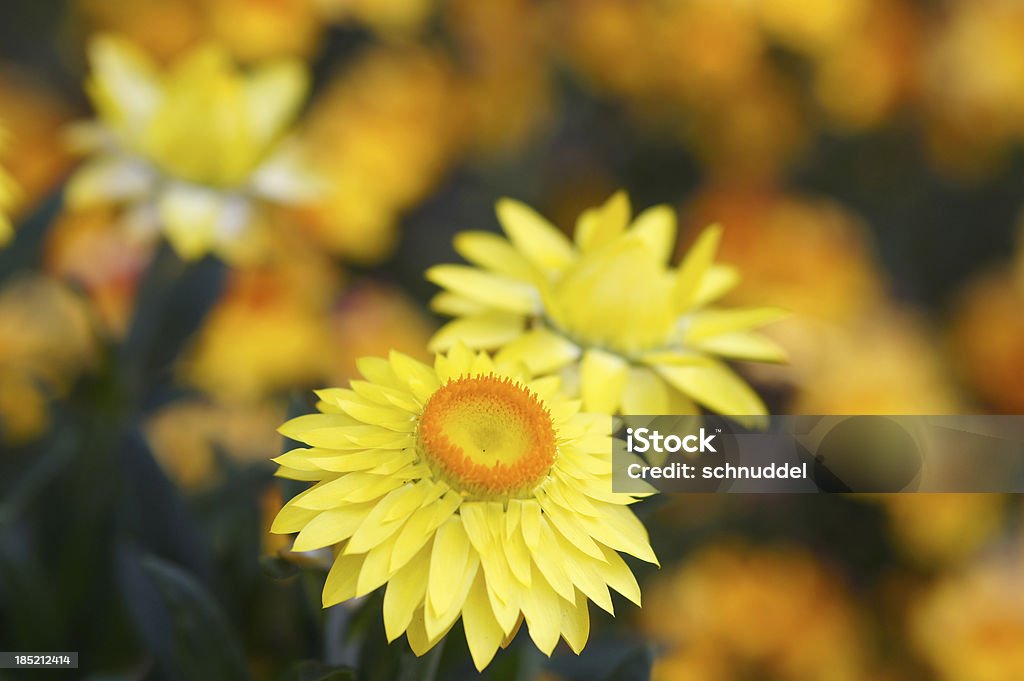 Foto de Perpétua Amarela e mais fotos de stock de Amarelo - Amarelo,  Botânica - Assunto, Cabeça da flor - iStock